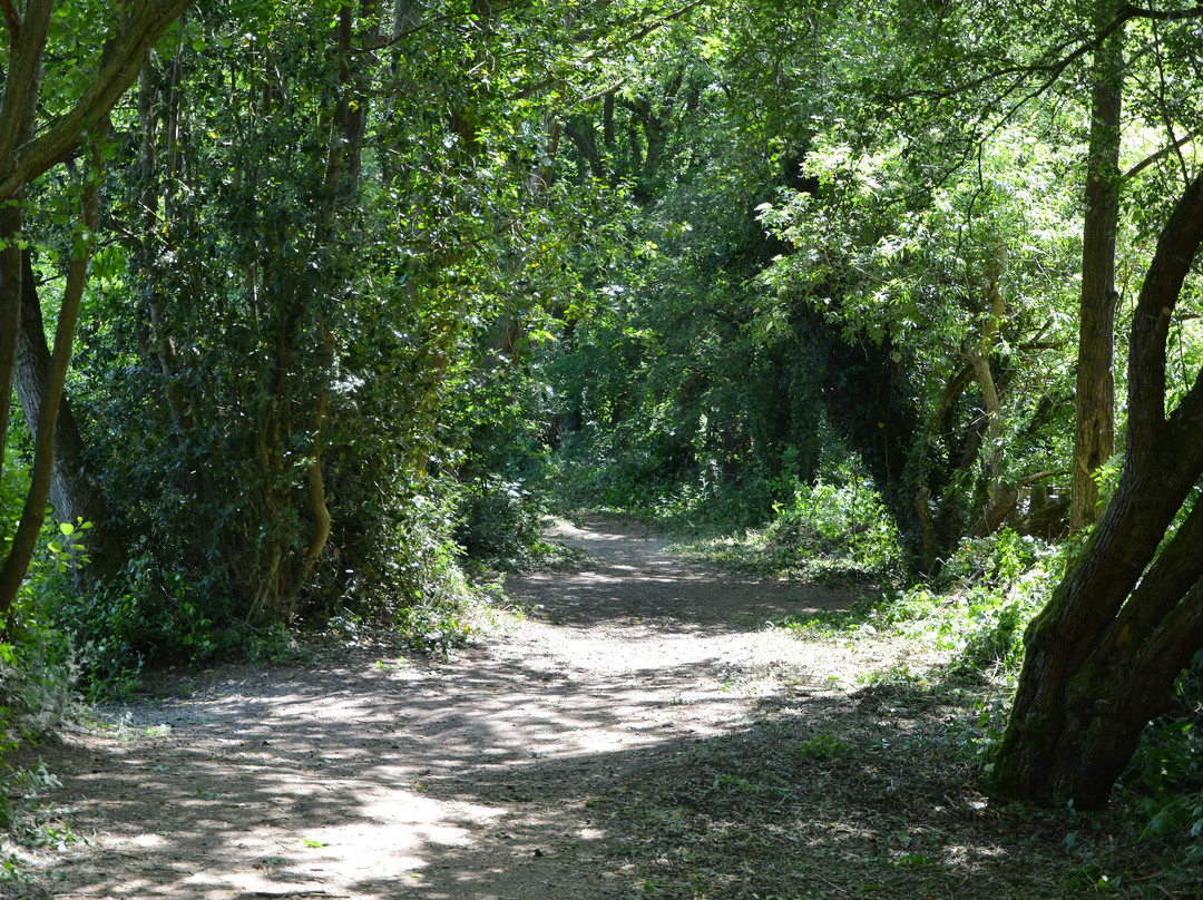 Gobions Wood Nature Reserve景点图片