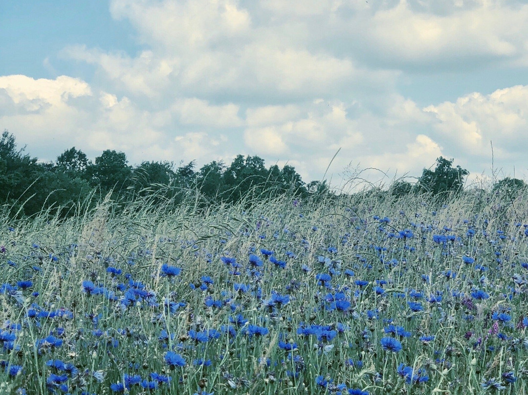 Big South Fork Lodge & Horse Campground主图