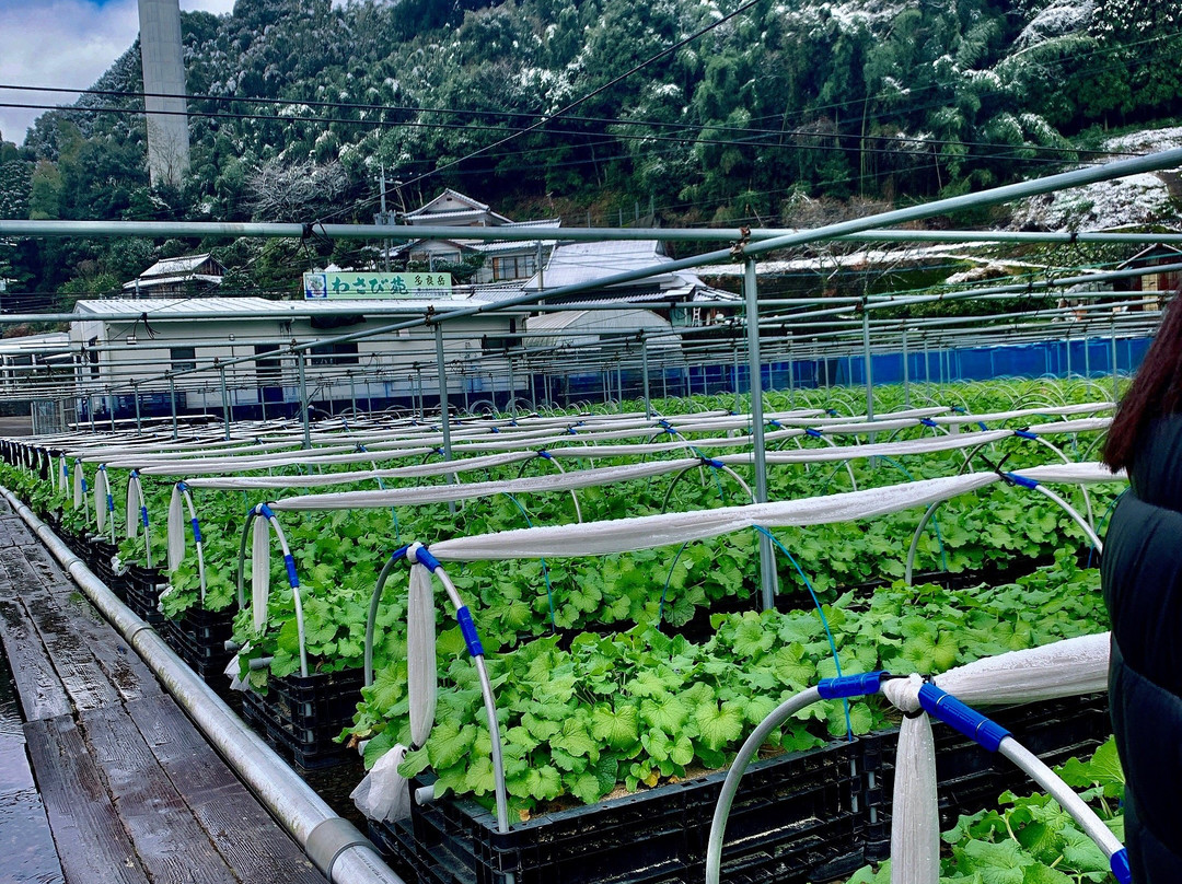 Wasabien Taradake-太良町必去景点