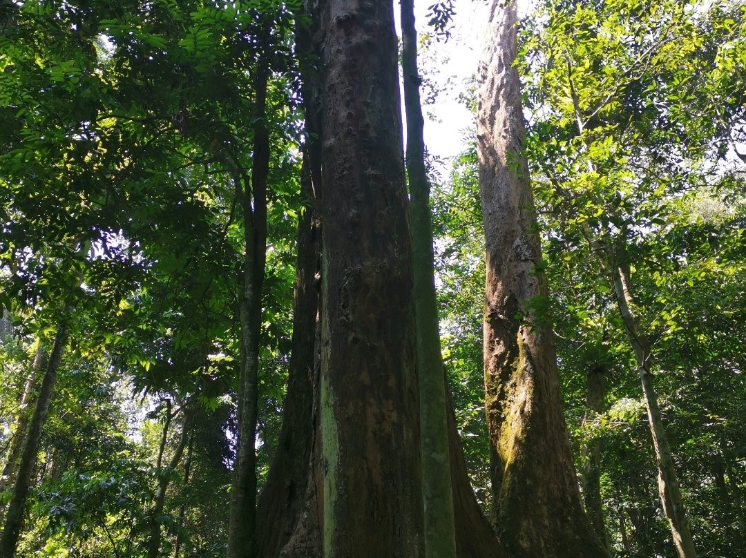 Cuc Phuong National Park景点图片