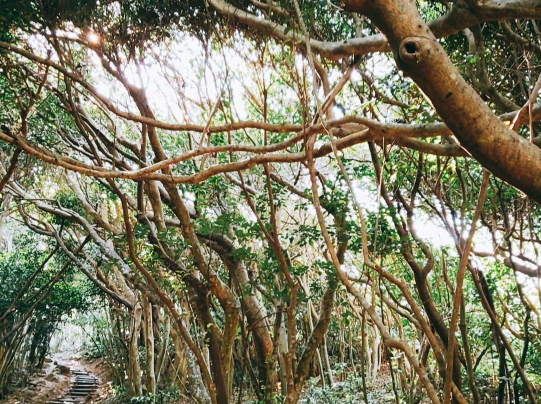 Totoro's Forest景点图片