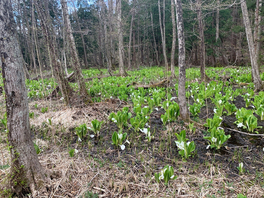 Umadome Wetlands-奥州市必去景点