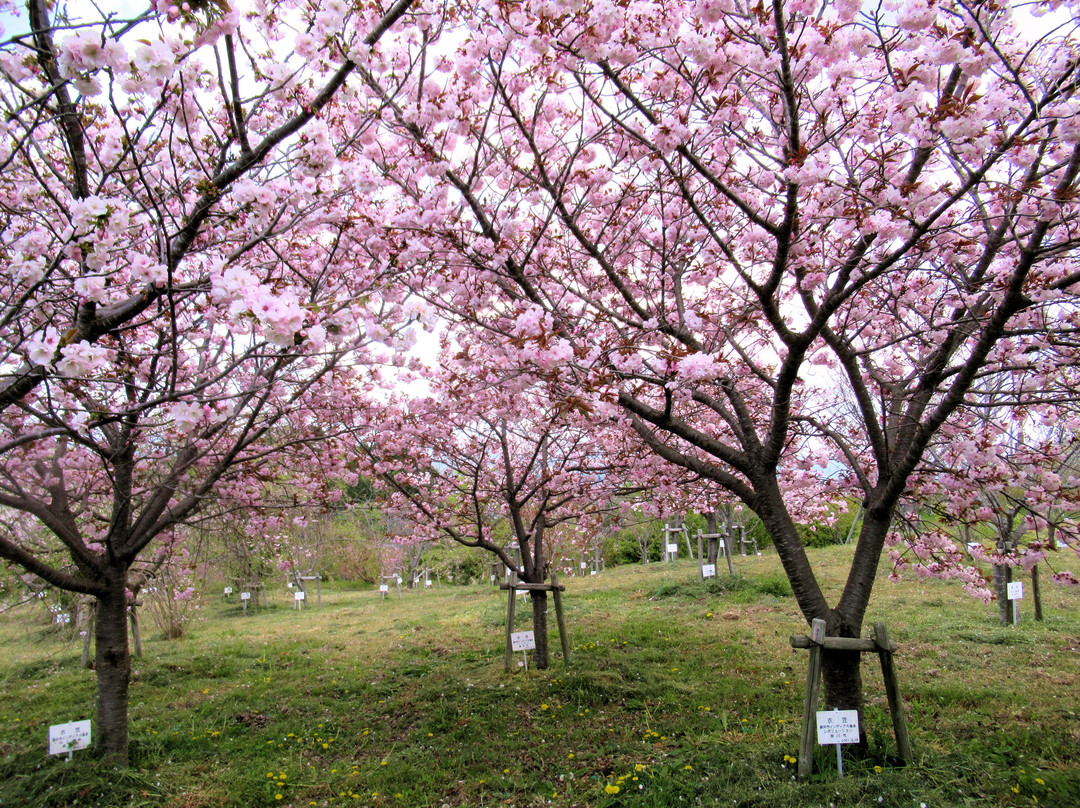 Ogasayama Sports Park Ecopa景点图片