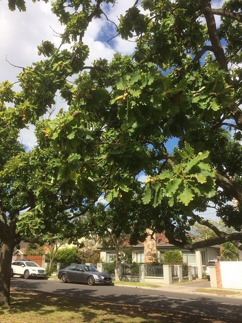 A J Steele Reserve-Sandringham必去景点