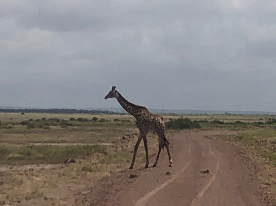 Safari Afrique-蒙巴萨必去景点