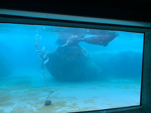 Kovler Sea Lion Pool-芝加哥必去景点