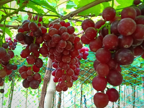 Climasenrose Grape Farm-San Fernando La Union必去景点