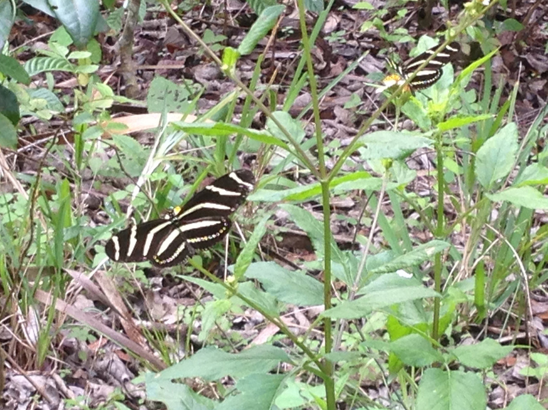 Turkey Creek Sanctuary景点图片
