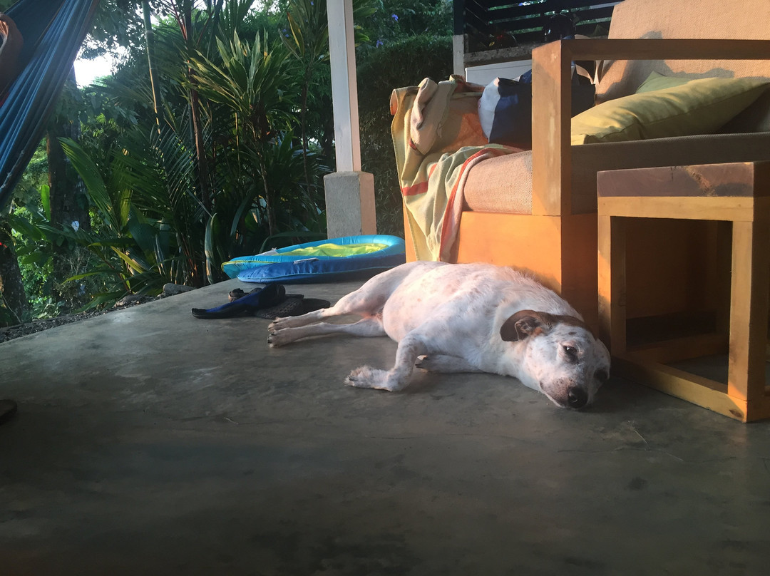 Tree of Life Cabinas主图