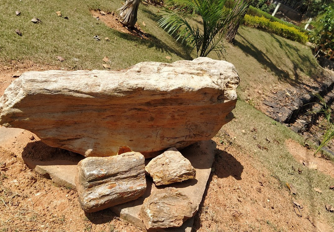 Amkhoi Fossil Wood Park景点图片
