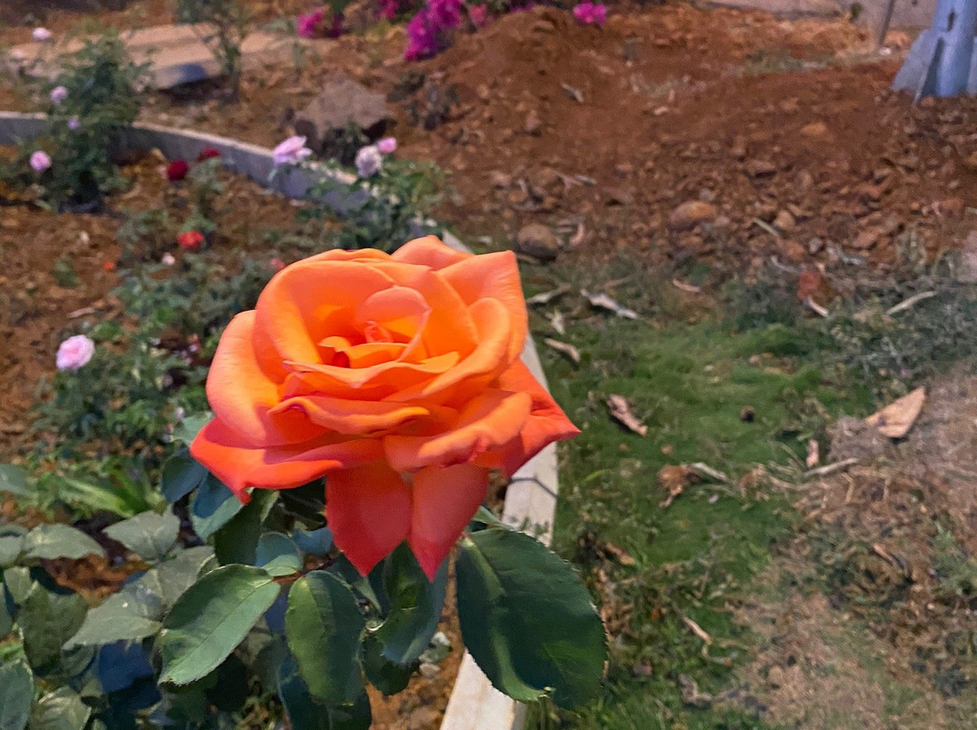 Rose Garden-Saputara必去景点