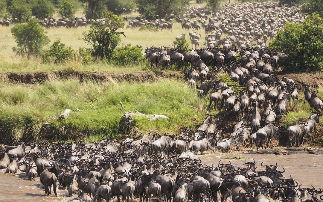 Grumeti River-塞伦盖蒂国家公园必去景点