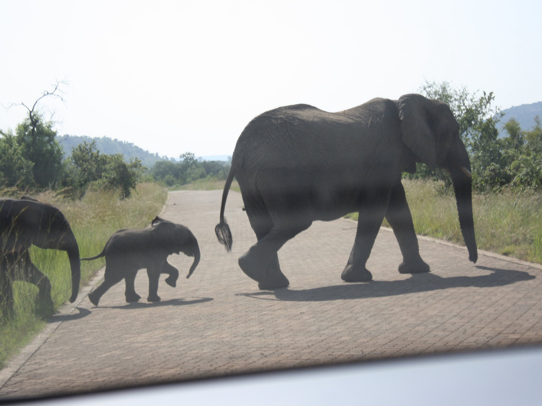 Go Touch Down Travel and Tours-萨拉索塔必去景点