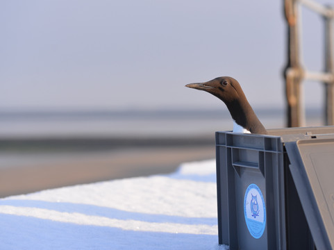 Opvangcentrum Vogels en Wilde Dieren