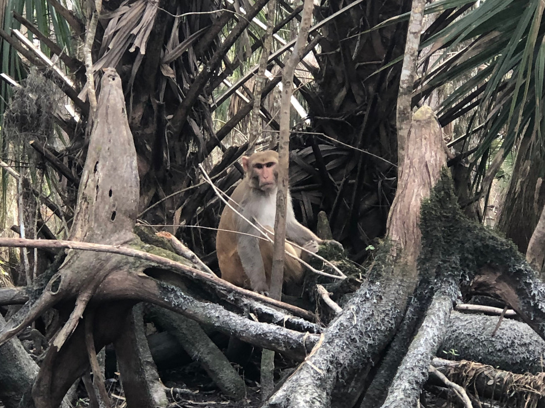 Silver Springs River-奥卡拉必去景点