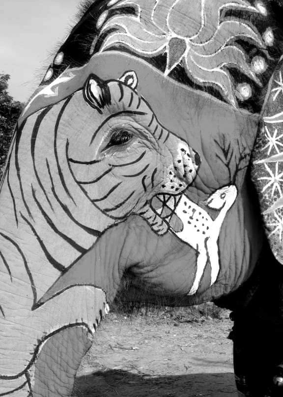 Ele Experience Farm-斋蒲尔必去景点