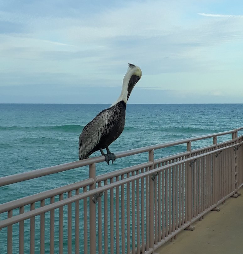 Pier Park景点图片