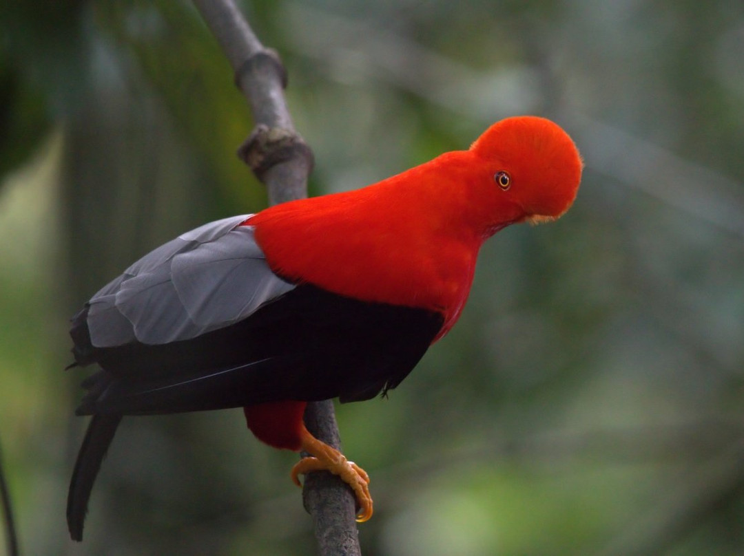 Willi's Best Guide Medellin-麦德林必去景点