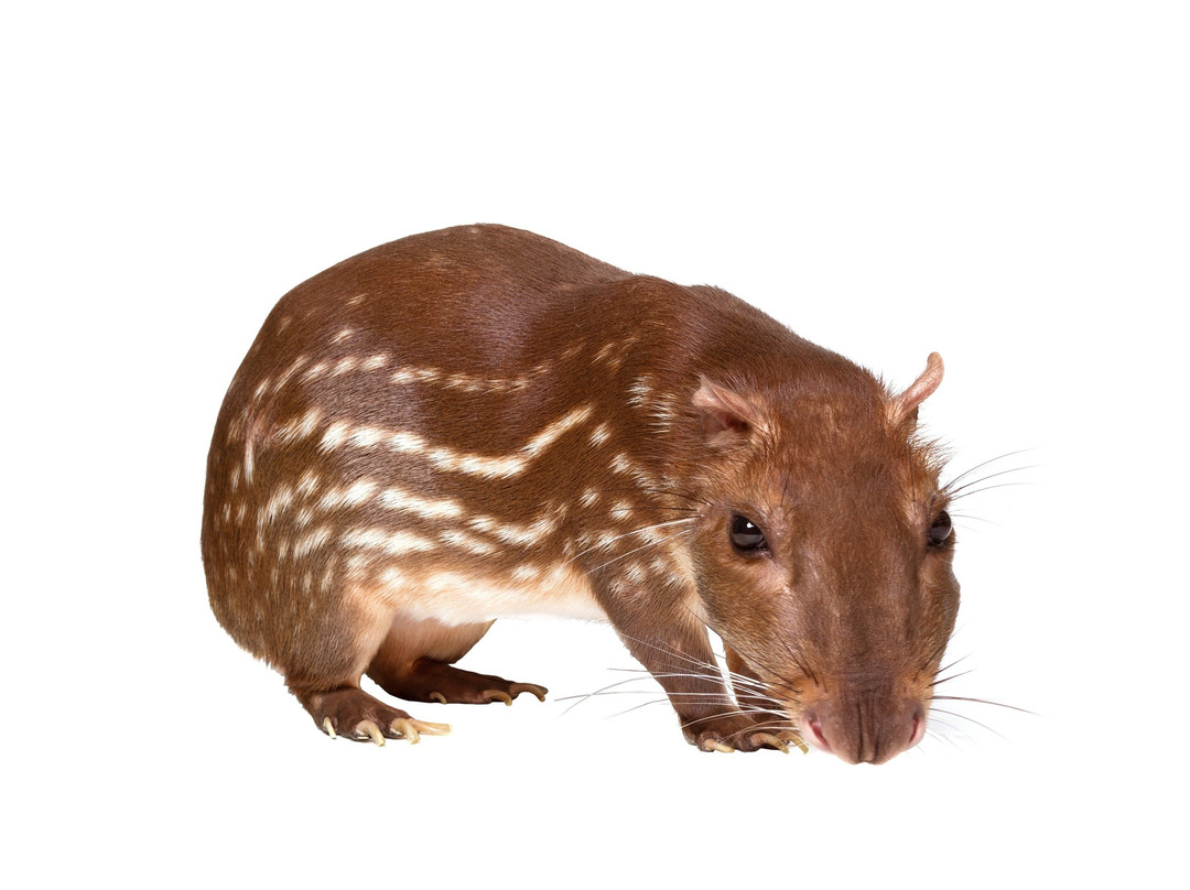 Lesnaya Bratva-Nizhny Tagil必去景点