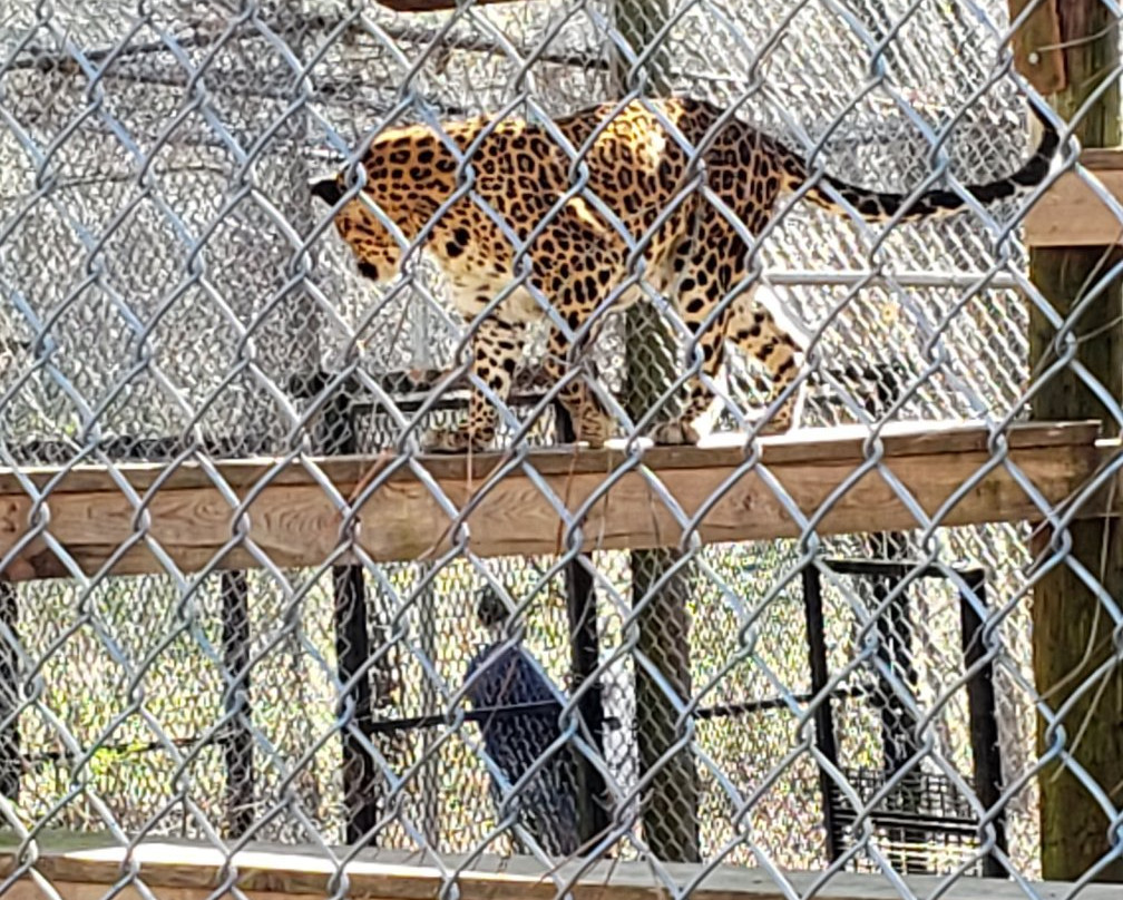 Carolina Tiger Rescue-Pittsboro必去景点