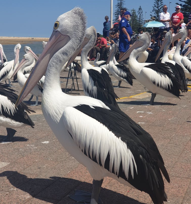 The Entrance Pelican Feed-恩瑞斯必去景点