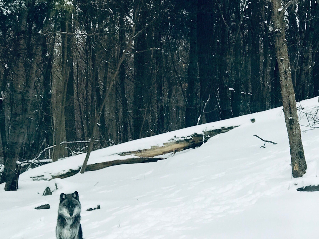 Haliburton Forest Wolf Centre景点图片