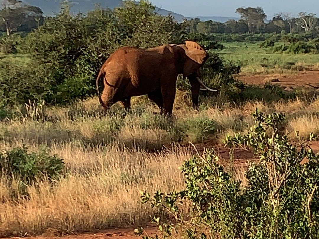 Safari In Kenya Con Samba景点图片