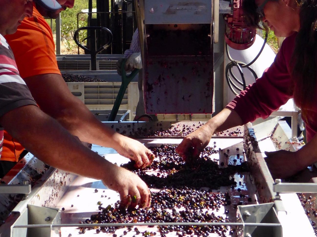 Polkura Syrah, Colchagua-Marchihue必去景点