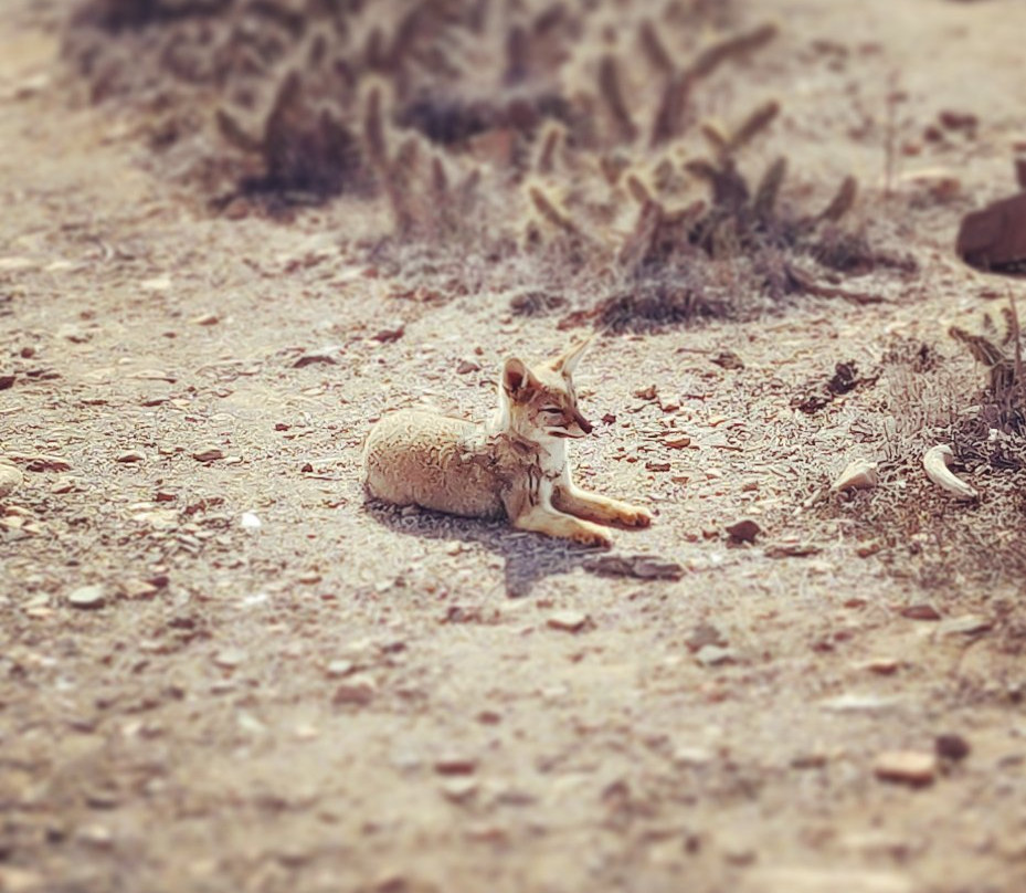 Whale Watching Chile-拉塞雷纳必去景点
