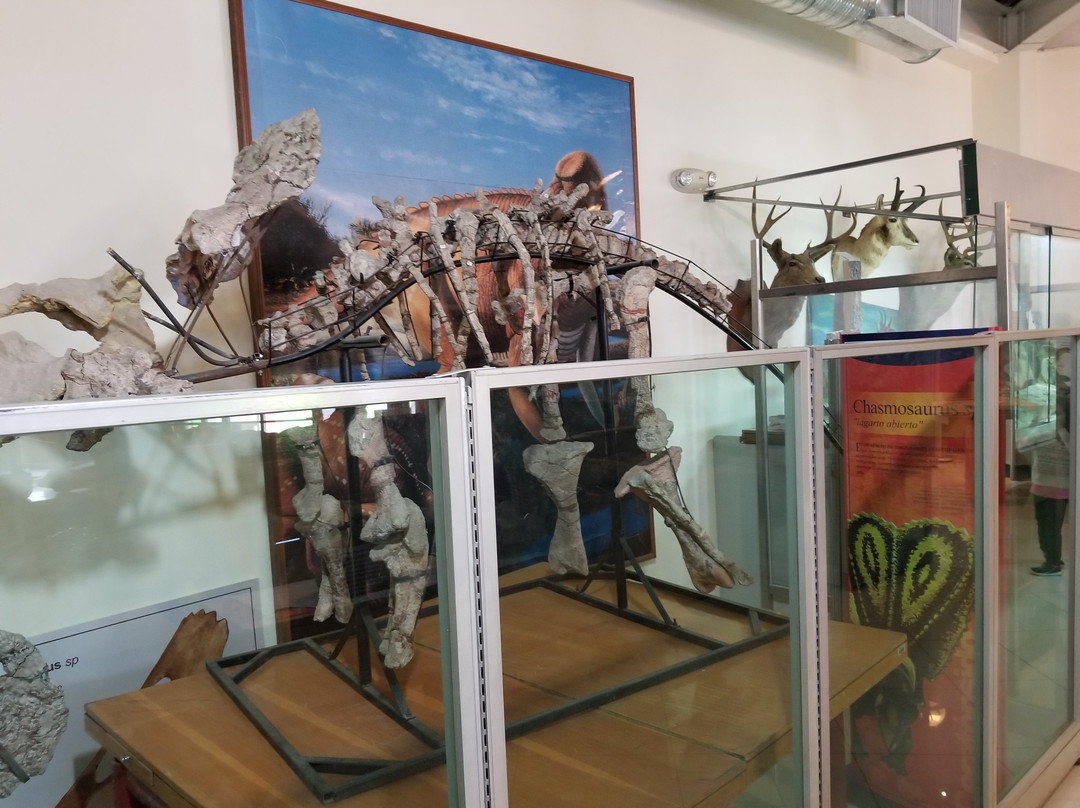 Museo de Paleontologia de Delicias景点图片