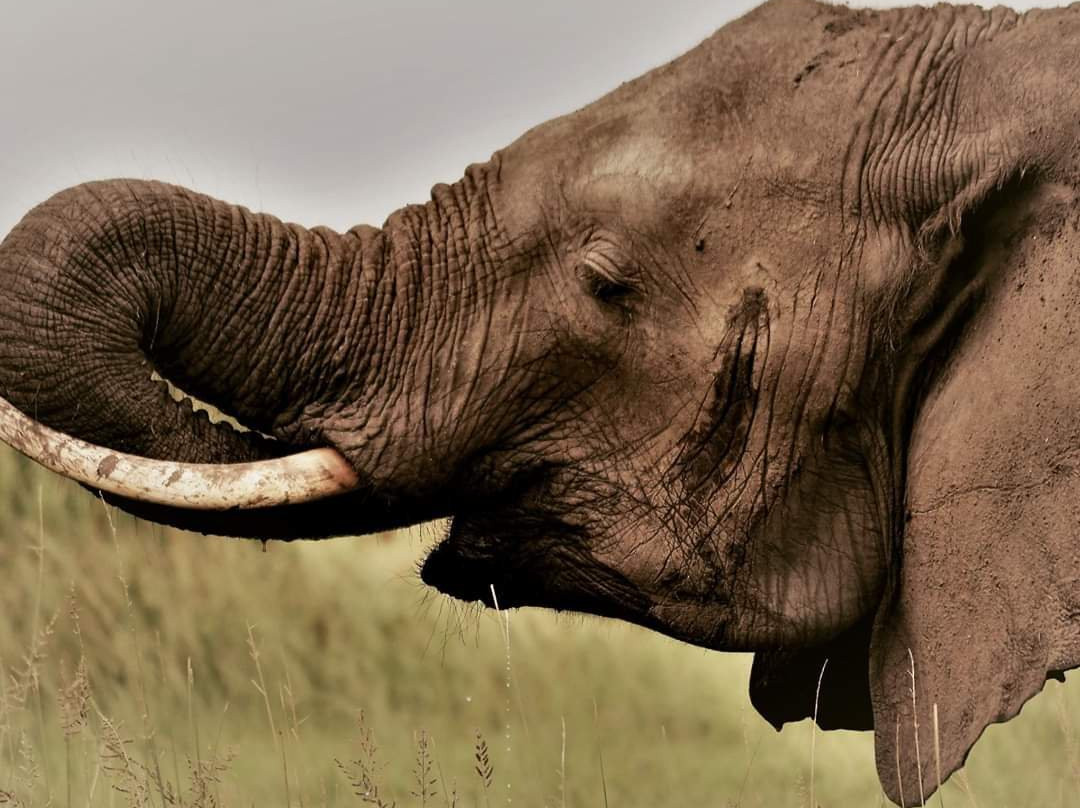 Tail Spotter Safari-莫洛哥罗必去景点