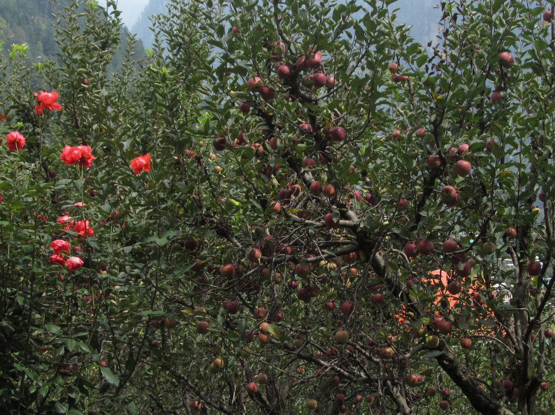 Rock Top Inn Jibhi主图