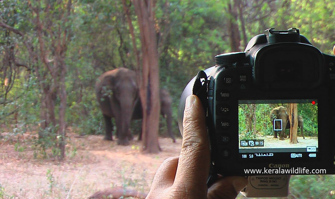 Chinnar Wildlife Sanctuary-慕那尔必去景点