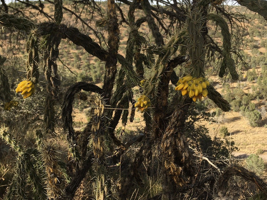 Madera Canyon Hiking Trail-Fort Davis必去景点