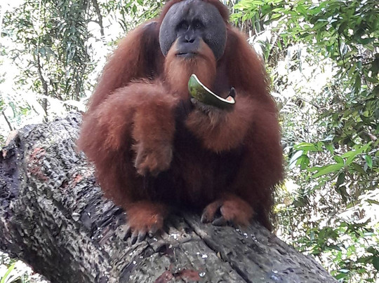 Gilatravels-棉兰必去景点