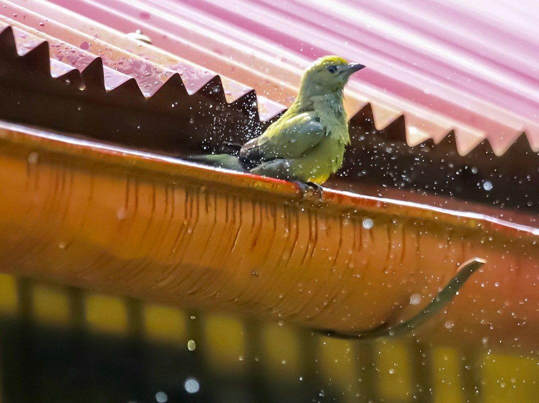 Manish Hotel Ecologico主图