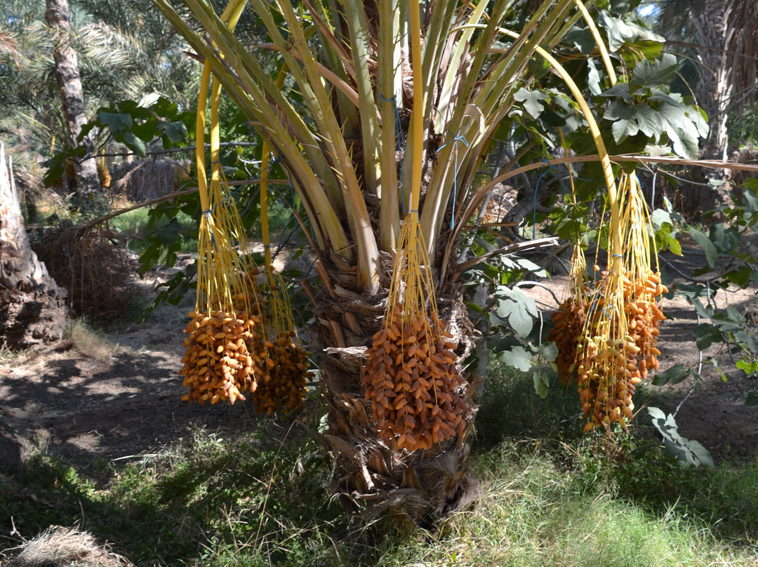 Autre Tunisie Day Tours-Houmt Souk必去景点