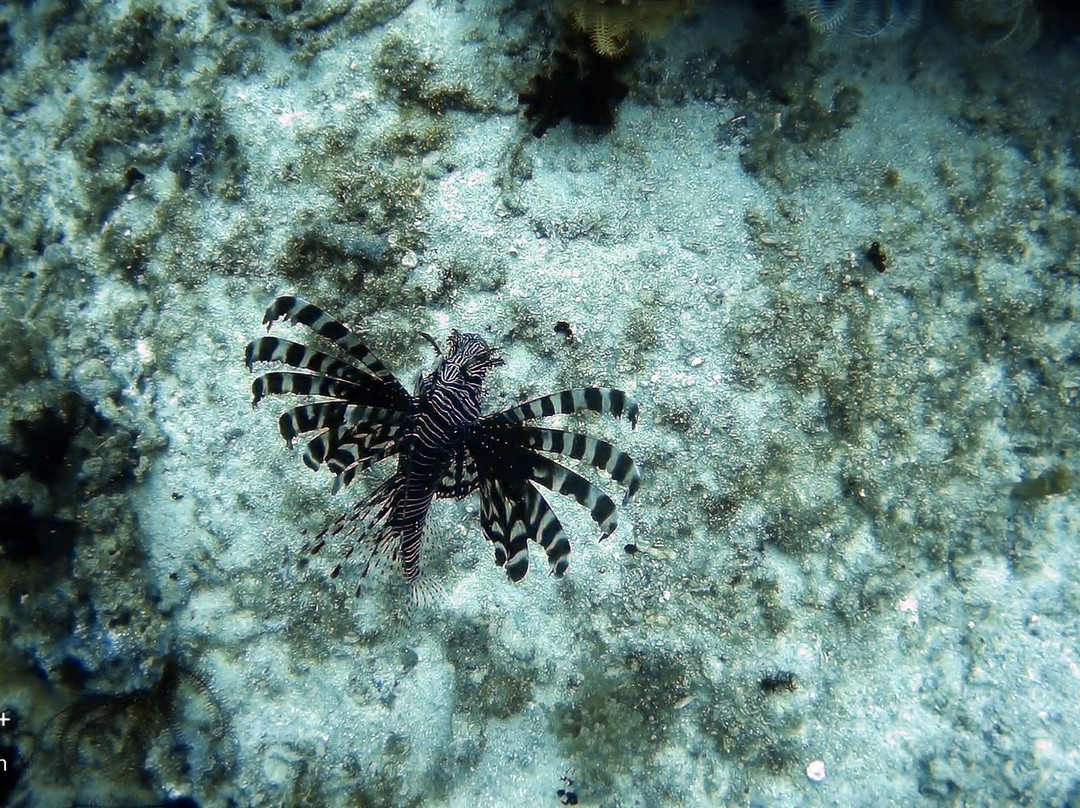 Black Beach Divers-曼巴豪必去景点