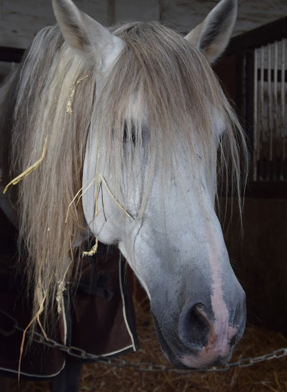 Haras National Du Pin景点图片