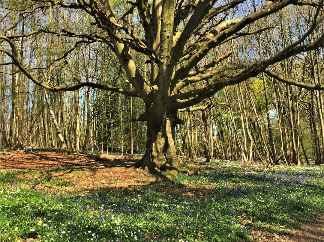 Kent Downs National Landscape景点图片