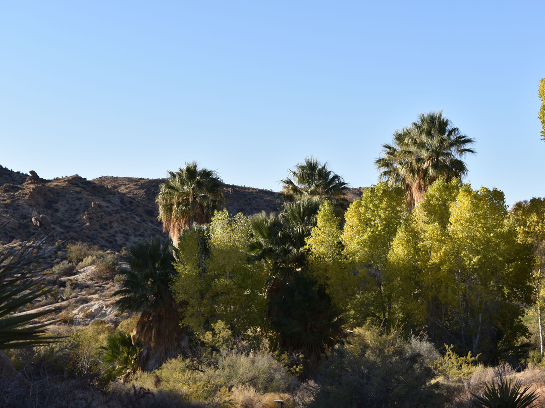 Lost Palms Oasis Trail-约书亚树国家公园必去景点