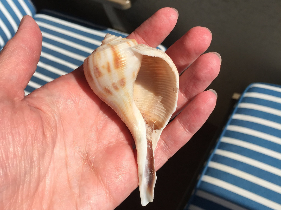 Treasure Seekers Shell Tours-Goodland必去景点