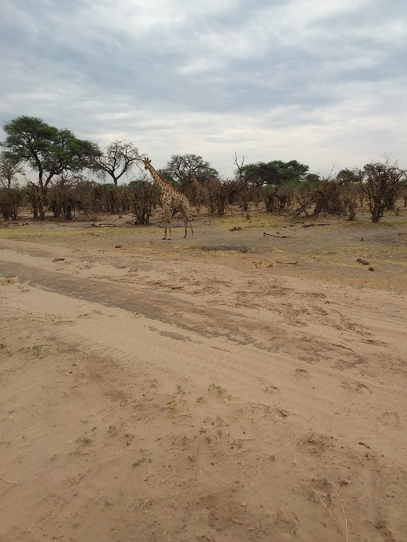 Wilderness Savuti-官方