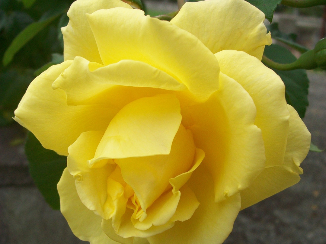 Highline SeaTac Botanical Gardens-西塔科必去景点