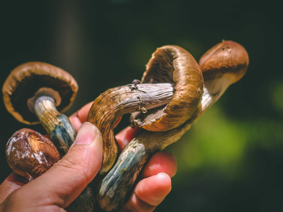 MycoMeditations Psilocybin-Assisted Retreats景点图片