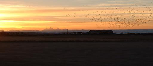Camas National Wildlife Refuge景点图片
