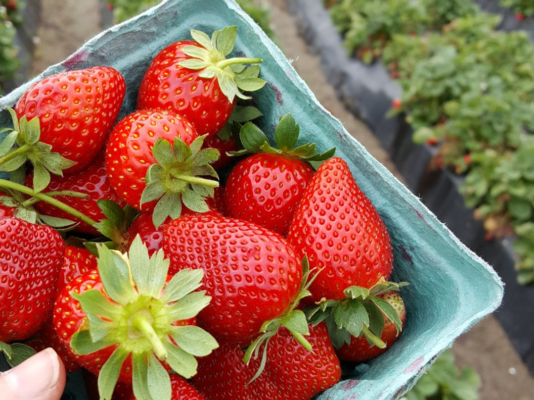 Balm旅游景点-Berry Bay Farm