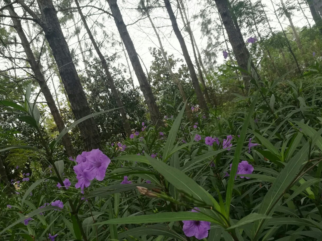 昆山森林公园-昆山市必去景点