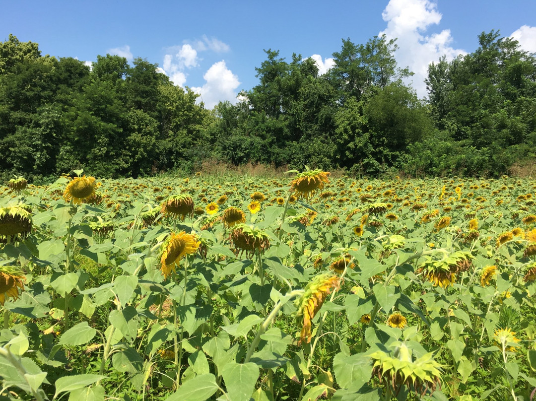 Seymour旅游景点-Forks of the River Wildlife Management Area
