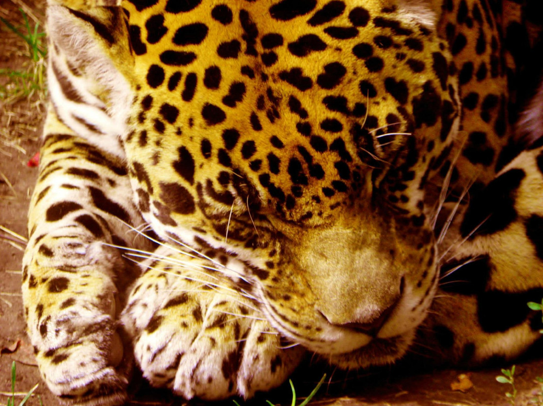 Bramble Park Zoo-沃特敦必去景点